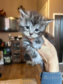 Cucciole di Maine Coon