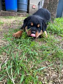 Cucciolo Rottweiler