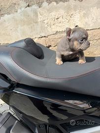 American bully