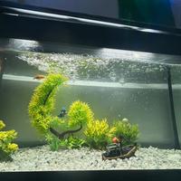 Acquario 100 LT completo