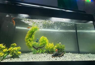 Acquario 100 LT completo