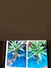 Palme