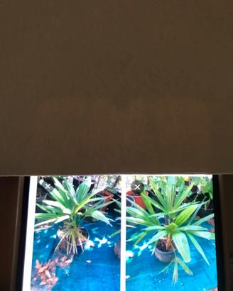 Palme