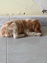 Disponibili cuccioli di Epaniel Breton