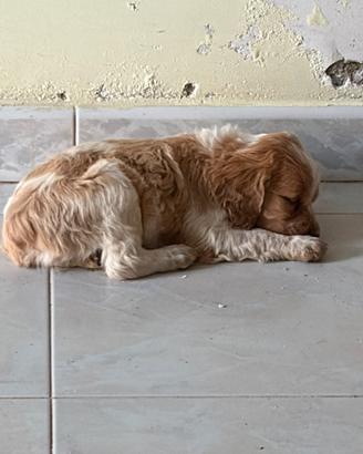 Disponibili cuccioli di Epaniel Breton