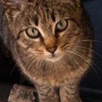 Gattina ha bisogna una casa e affetto