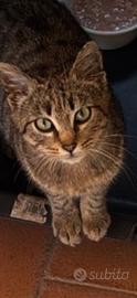 Gattina ha bisogna una casa e affetto