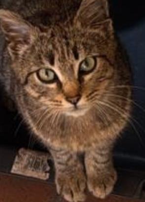 Gattina ha bisogna una casa e affetto