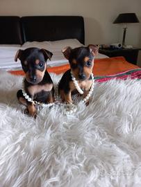 Cuccioli di pinscher