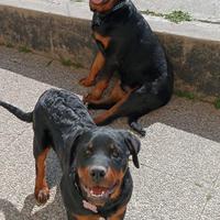 Cuccioli rotweiller