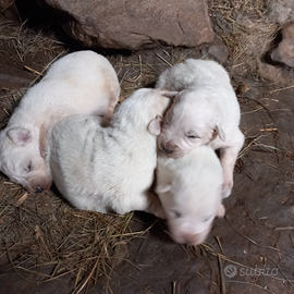 Pastore maremmano-abruzzese
