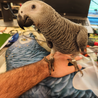 Cenerino allevato a mano maschio parlante