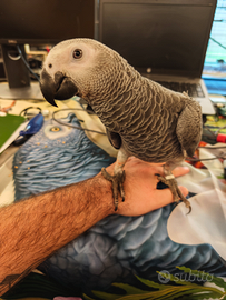 Cenerino allevato a mano maschio parlante