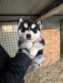 Cucciola Siberian Husky