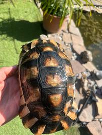 Marginata maschio