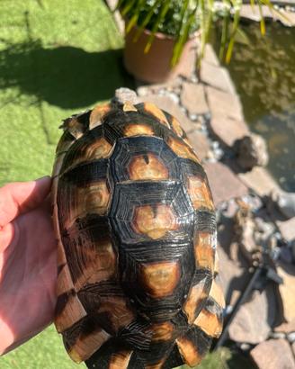 Marginata maschio