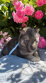 Siberian Husky con pedigree enci