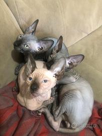 GaTTiNi CANADiAN SPHYNX 