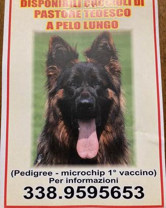 Cucciole Pastore Tedesco a pelo lungo