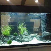 Acquario Jewrl Rio 125