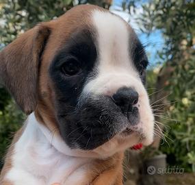 Boxer