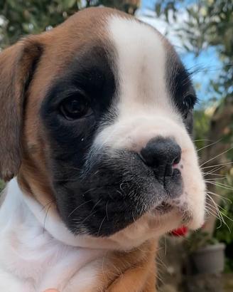 Boxer