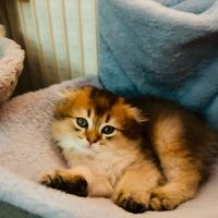 Scottish Fold/Cincillà dorato