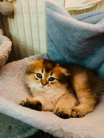 Scottish Fold/Cincillà dorato