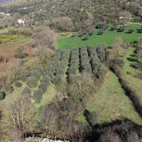 Terreno agricolo con ulivi