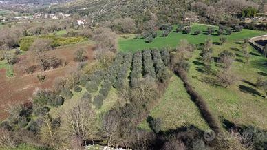 Terreno agricolo con ulivi