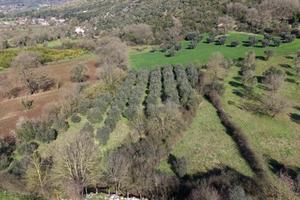 Terreno agricolo con ulivi