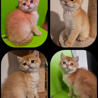 Ultimo meraviglioso cucciolo british shorthair M