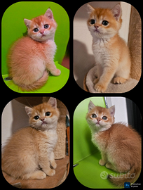 Ultimo meraviglioso cucciolo british shorthair M
