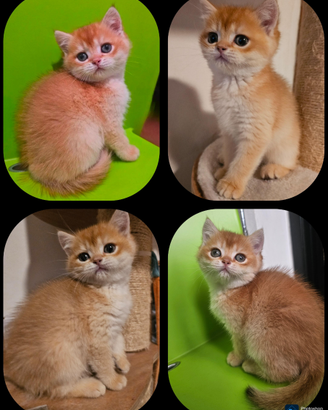 Ultimo meraviglioso cucciolo british shorthair M