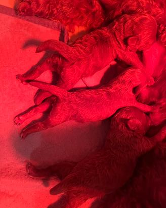 Barbone Red femmina