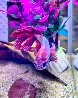 Pesci Betta