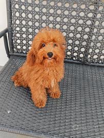 barboncino maschio red  con pedigree Enci
