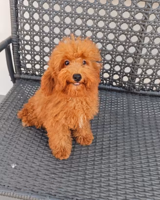 barboncino maschio red  con pedigree Enci