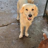 Femmina golden da accoppiare