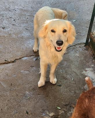 Femmina golden da accoppiare