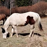 Puledro paint cavallo