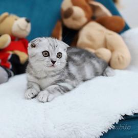 Gattino scottish Fold dolcissimo British
