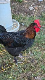 Giovane gallo marans 6 mesi