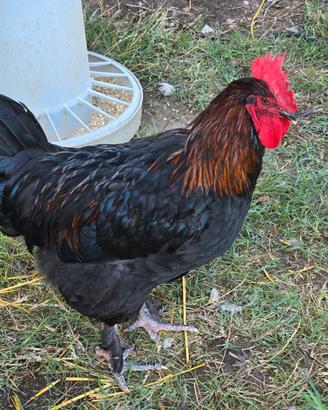 Giovane gallo marans 6 mesi