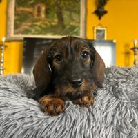 Cucciolo Bassotto nano a pelo duro