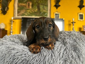 Cucciolo Bassotto nano a pelo duro