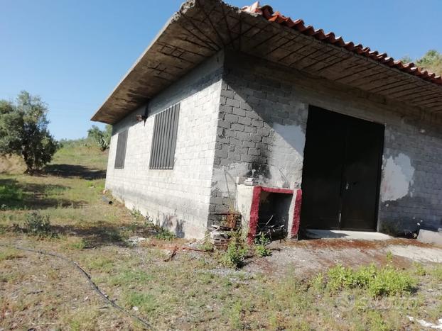 Terreno agricolo uliveto