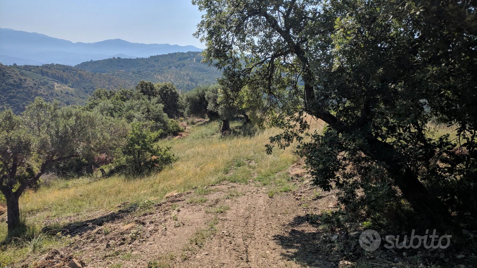 Terreno agricolo tra Casalvelino e Pollica - Vista 3