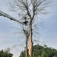 Giardiniere professionale con anni di esperienza