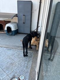 Cane corso